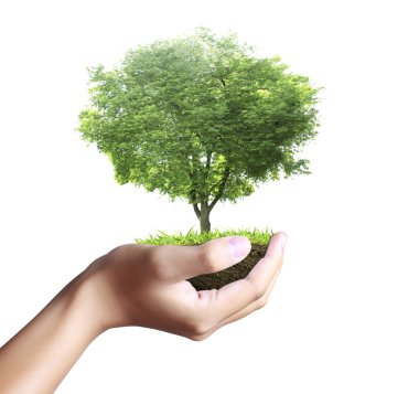 küçük ağaç, bitki içinde el 