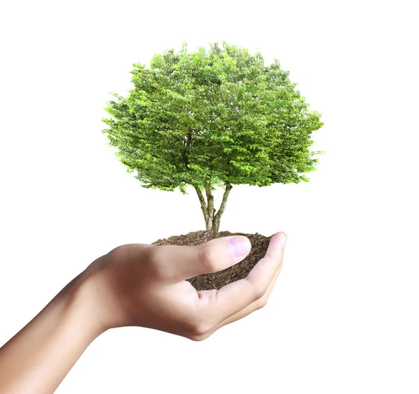 Małe drzewo, roślin w ręku — Zdjęcie stockowe