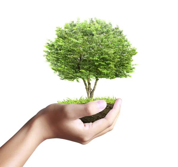 Pequeño árbol, planta en mano — Foto de Stock