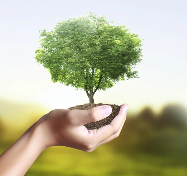 Litet träd växt i hand — Stockfoto