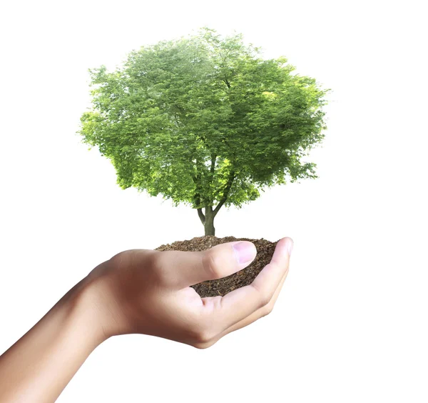 Pequeño árbol, planta en mano — Foto de Stock