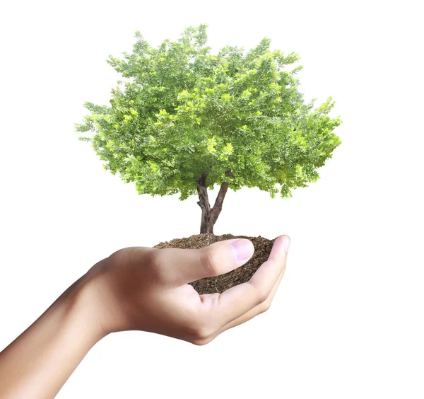 Pequeño árbol, planta en mano — Foto de Stock