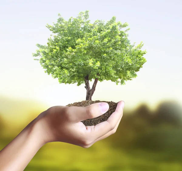 Small tree, plant in  hand — Stock Photo, Image