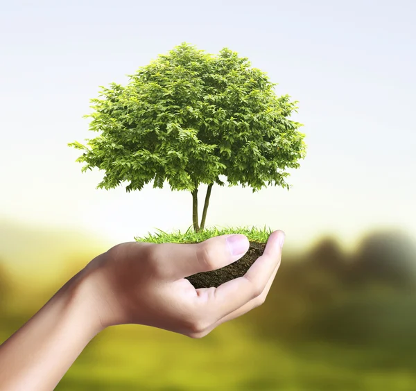 Árvore pequena, planta na mão — Fotografia de Stock