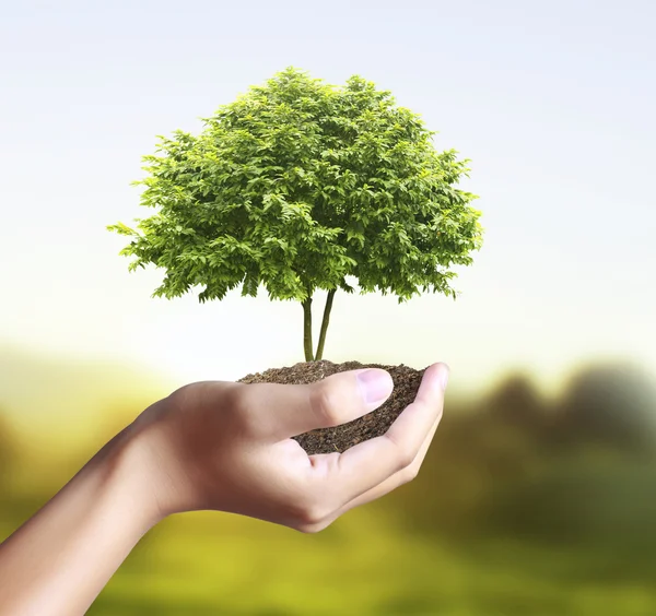 Pequeño árbol, planta en mano — Foto de Stock