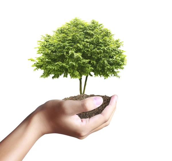 Pequeño árbol, planta en mano — Foto de Stock