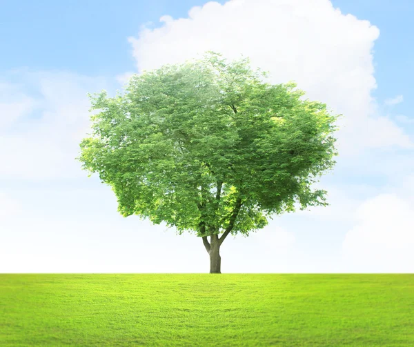 Albero verde — Foto Stock