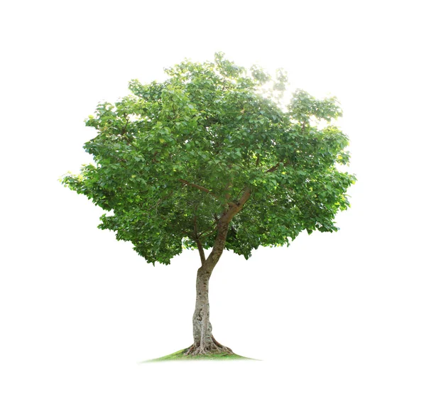 Albero verde — Foto Stock