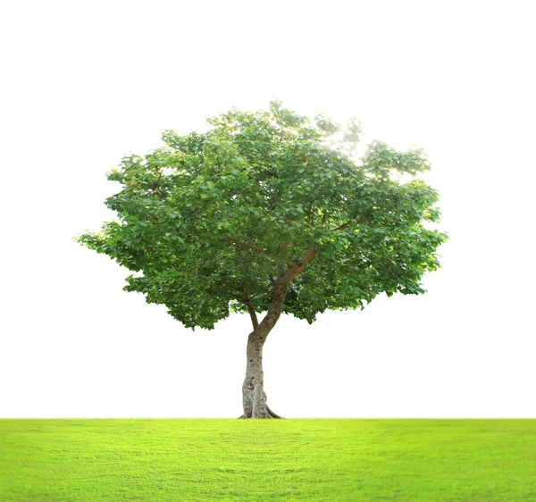 Albero verde — Foto Stock