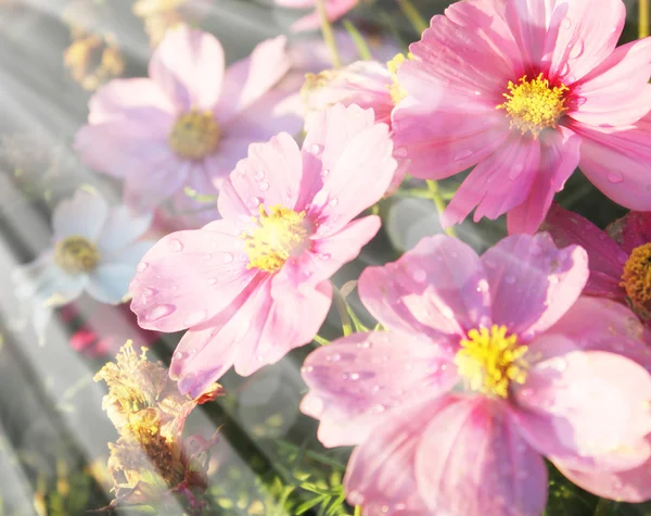 Mooie bloemen veld — Stockfoto