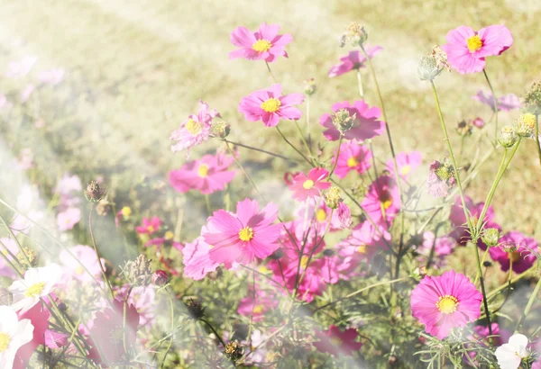 Beautiful flowers field — Stock Photo, Image