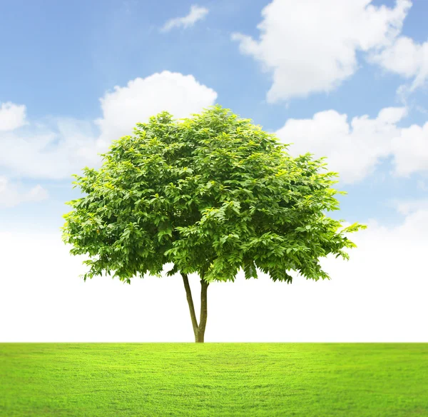 Green tree — Stock Photo, Image