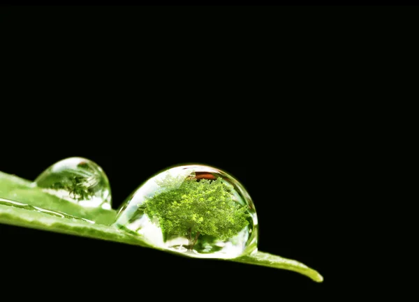 Tree in water drop — Stock Photo, Image