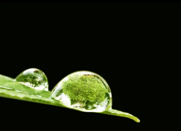 Tree in water drop — Stock Photo, Image