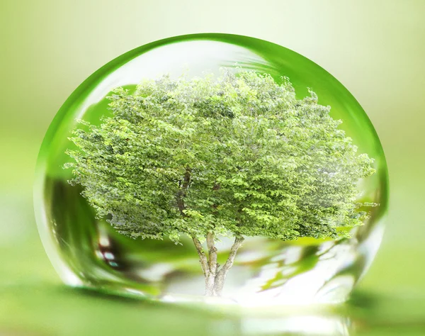 Tree in water drop — Stock Photo, Image