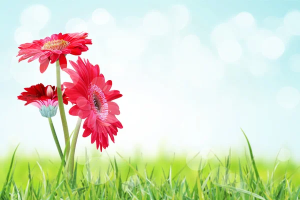 Beautiful flowers field — Stock Photo, Image