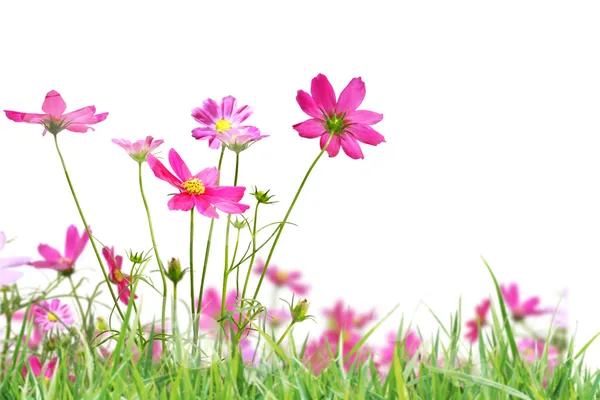 Hermoso campo de flores —  Fotos de Stock