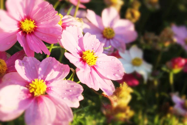 Hermoso campo de flores —  Fotos de Stock