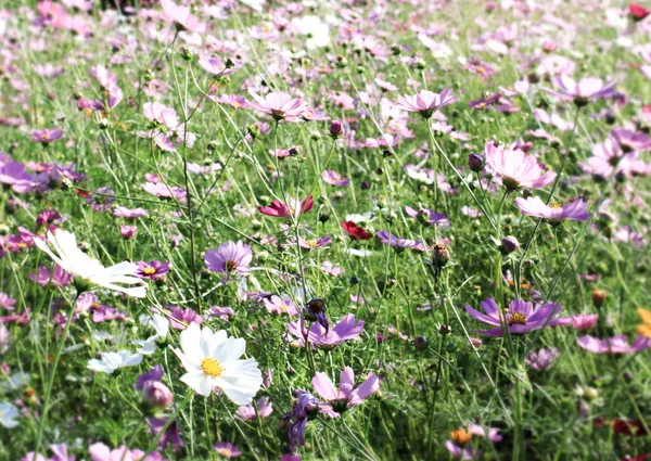 Schönes Blumenfeld — Stockfoto