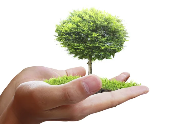 Baum, Pflanze in der Hand — Stockfoto