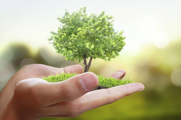 Drzewa, rośliny w ręku — Zdjęcie stockowe