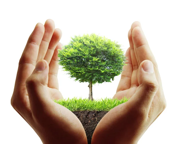 Baum, Pflanze in der Hand — Stockfoto