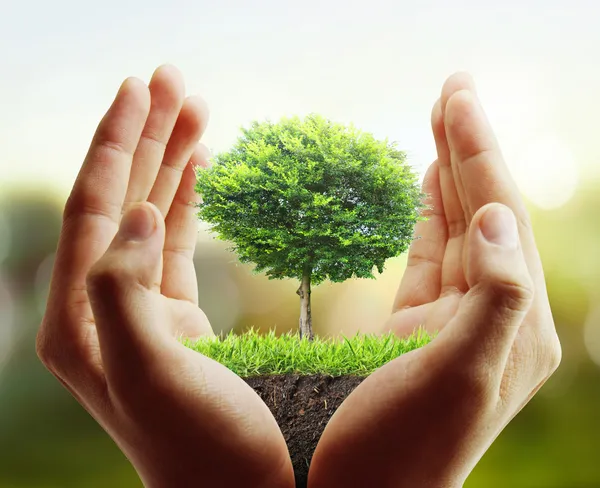 Träd, växter i handen — Stockfoto