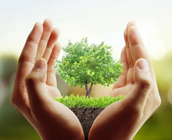 Árbol, planta en la mano — Foto de Stock