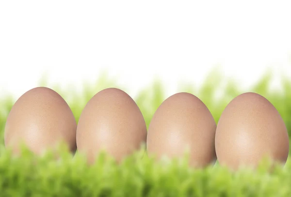 Frische Eier — Stockfoto