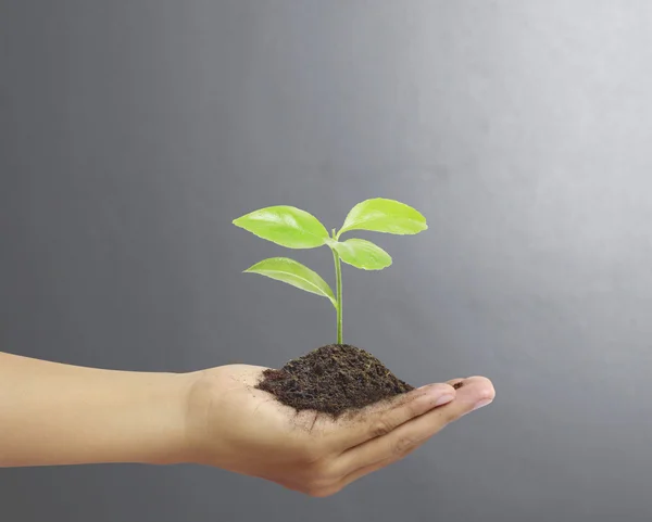 Hands holding a tree — Stock Photo, Image