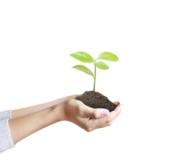 Manos sosteniendo un árbol — Foto de Stock