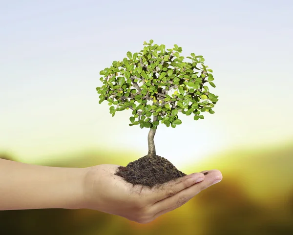 Hände halten einen Baum — Stockfoto