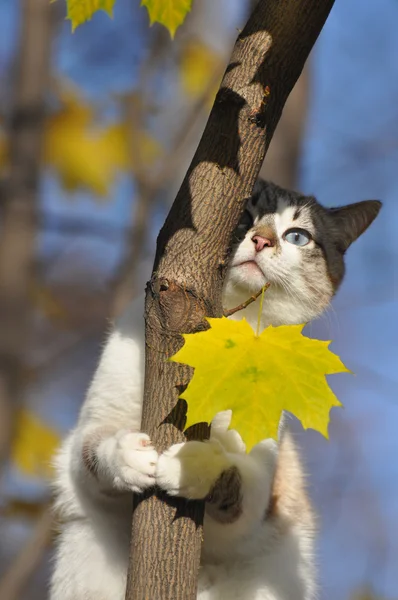 秋の木の上の猫 — ストック写真