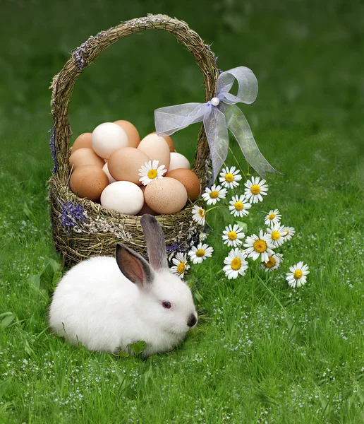 Easter basket and the Easter bunny — Stock Photo, Image