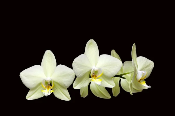 Weiße Orchidee — Stockfoto