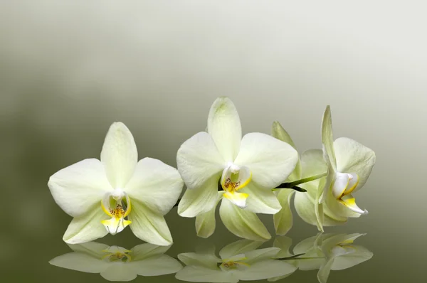 Fehér orchidea Stock Kép