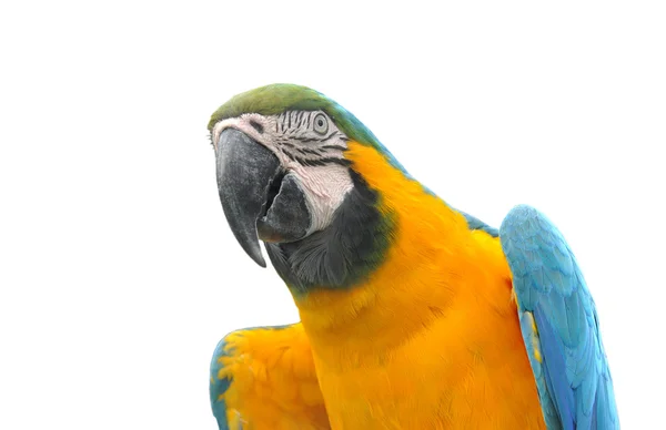 Beautiful Pet Parrot — Stok fotoğraf