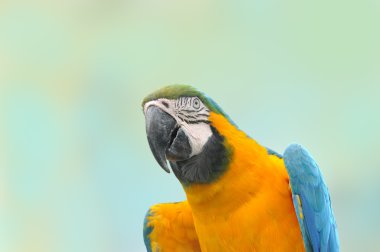 Beautiful Pet Parrot