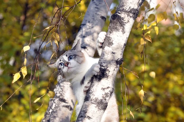 Katt sitter på hösten trädet — Stockfoto