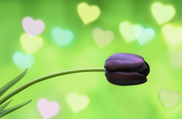 Květina a srdce pozadí. — Stock fotografie