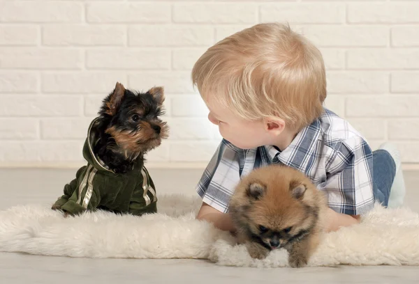 Boy with puppies — Stock Photo, Image