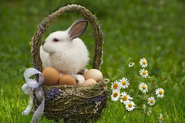 Easter basket and the Easter bunny — Stock Photo, Image