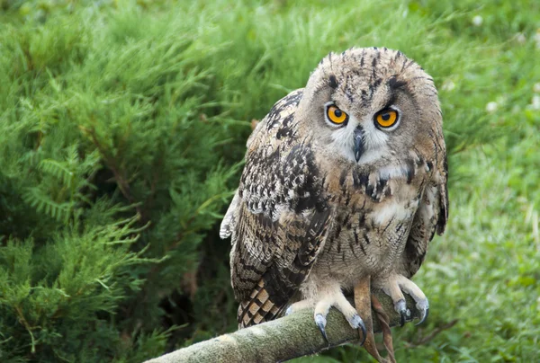 Eagle owl bird — Stock Photo, Image
