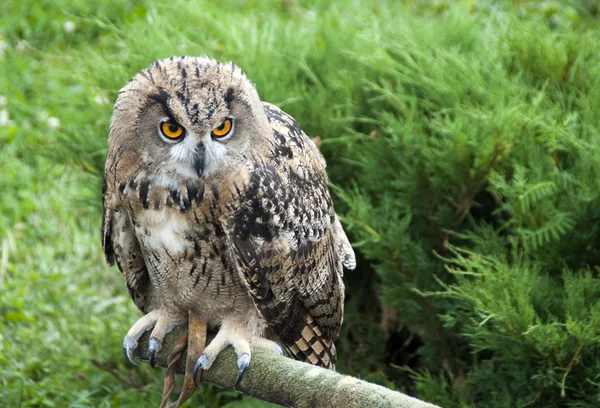 Eagle owl bird — Stock Photo, Image