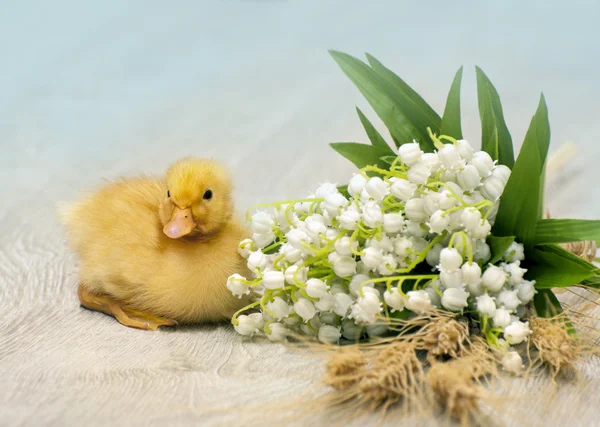 复活节小鸭 — 图库照片