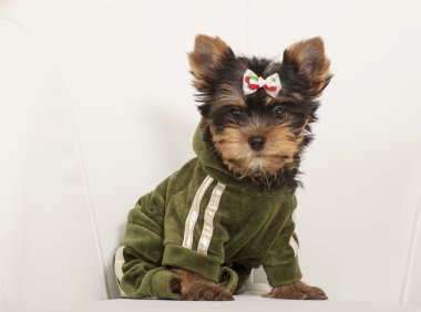 Yorkshire terrier yavrusu
