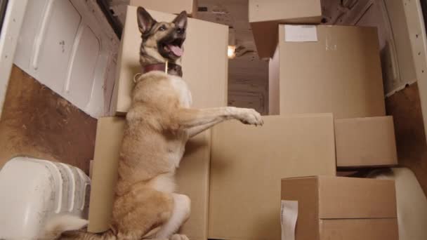 段ボール箱の前で配達車の中で命令に従う犬のフルショット — ストック動画