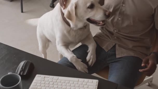 Slowmo Handheld Shot Cute Yellow Labrador Playing Unrecognizable African American — Stock Video