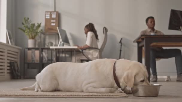 Stab Tiro Bonito Brincalhão Sand Labrador Comer Tigela Metal Chão — Vídeo de Stock