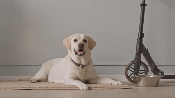 Bodné Záběry Roztomilé Hravé Žluté Labrador Při Pohledu Kameru Sedí — Stock video